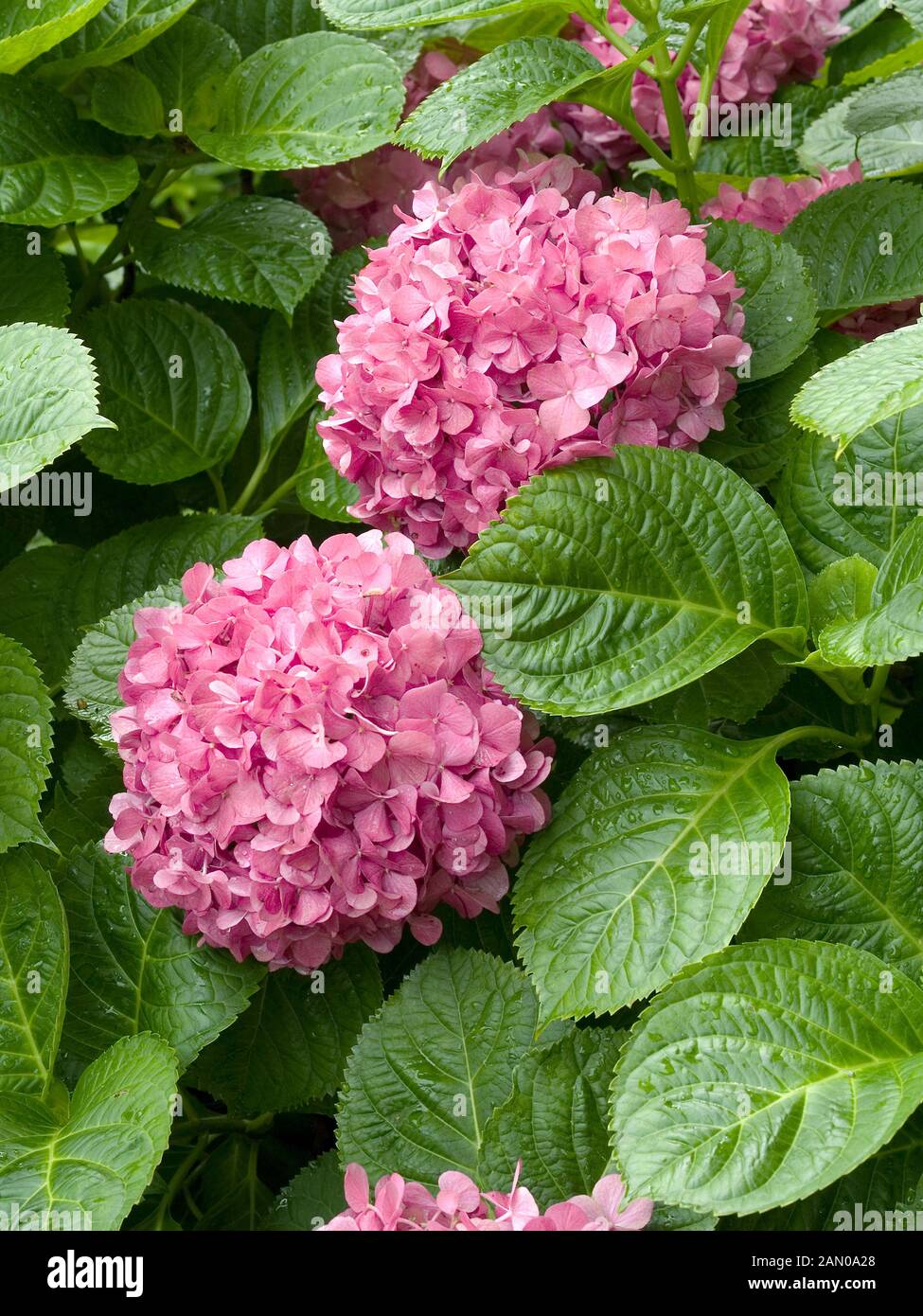 L'Hydrangea macrophylla BRAISE Banque D'Images