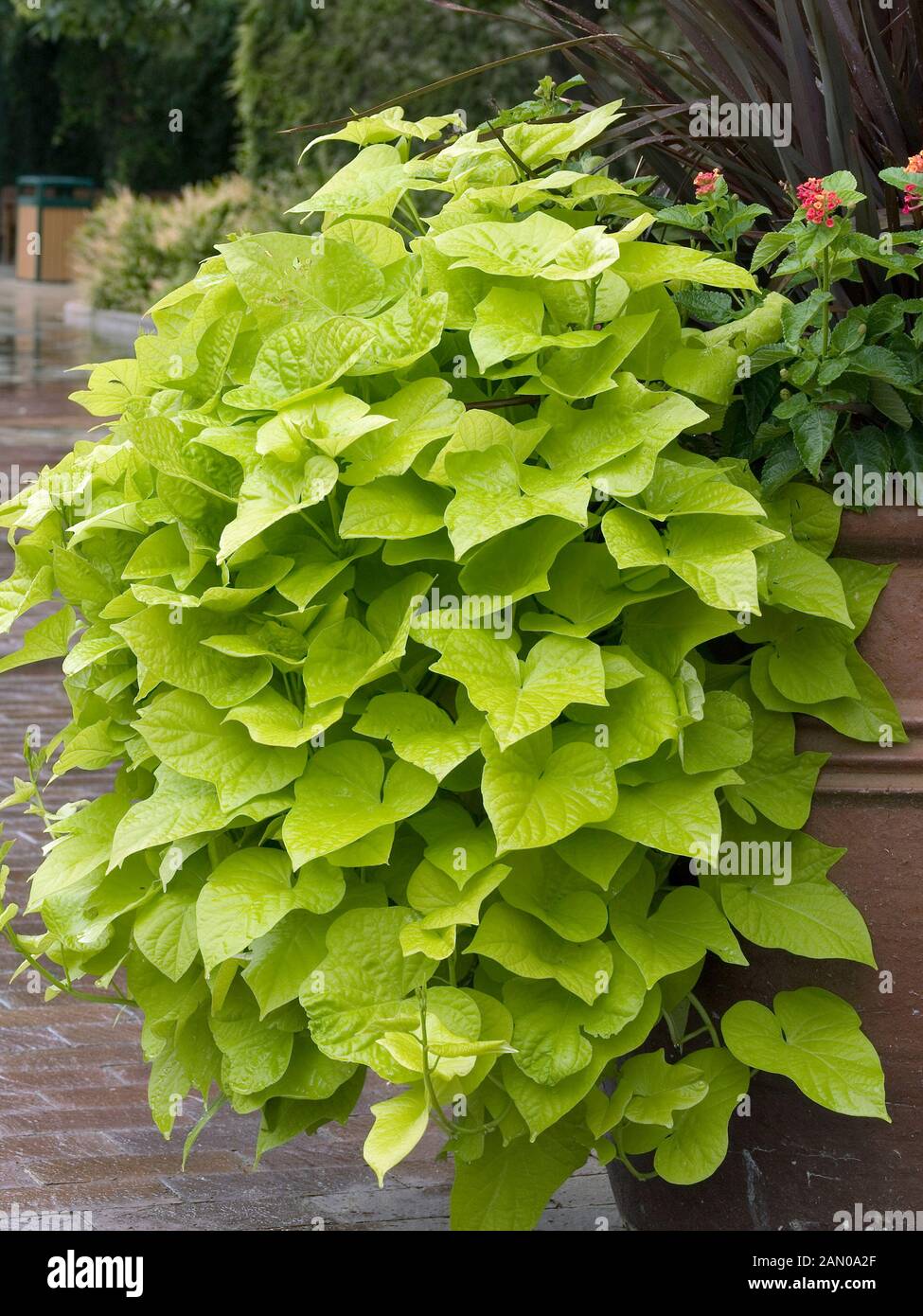 L'Ipomoea batatas 'Margarita' (PATATE DOUCE ORNEMENTALE 'Margarita' DANS LE RÉCIPIENT) Banque D'Images