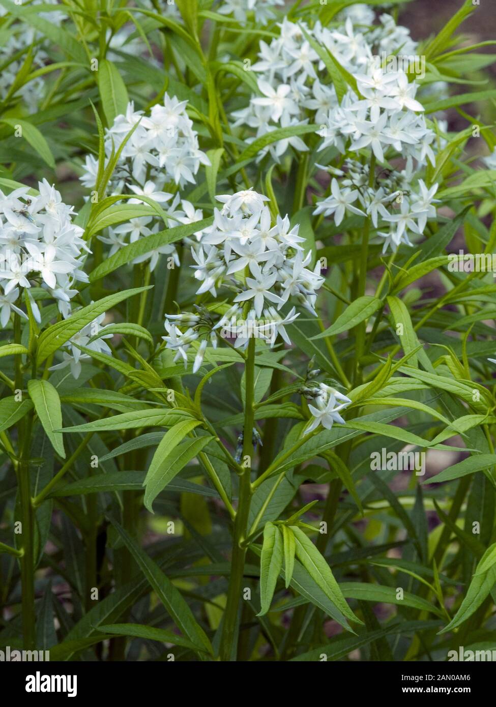 AMSONIA TABERNAEMONTANA Banque D'Images