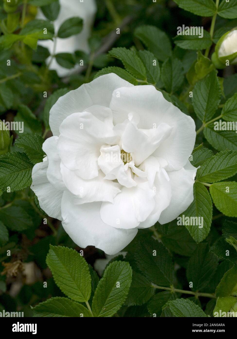 Rosa blanc double de coubert Banque de photographies et d’images à