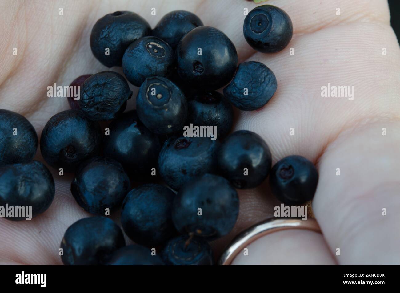 A hand holding venu des bleuets. Petits fruits bleuets dans la main close-up. Banque D'Images