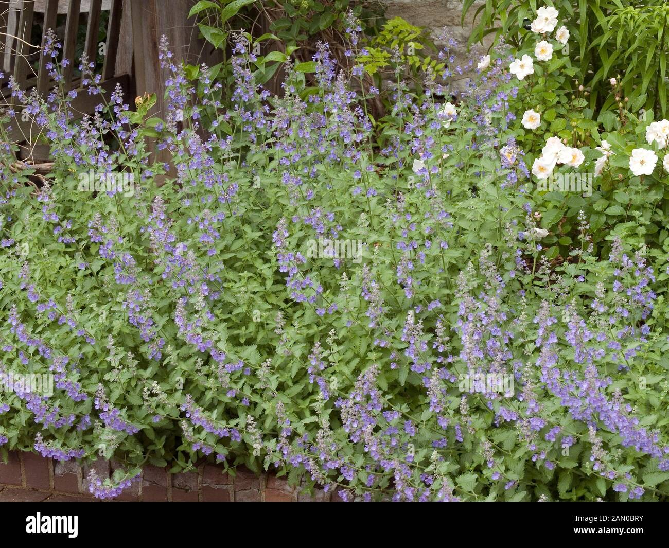 NEPETA FAASSENII WALKER'S LOW Banque D'Images