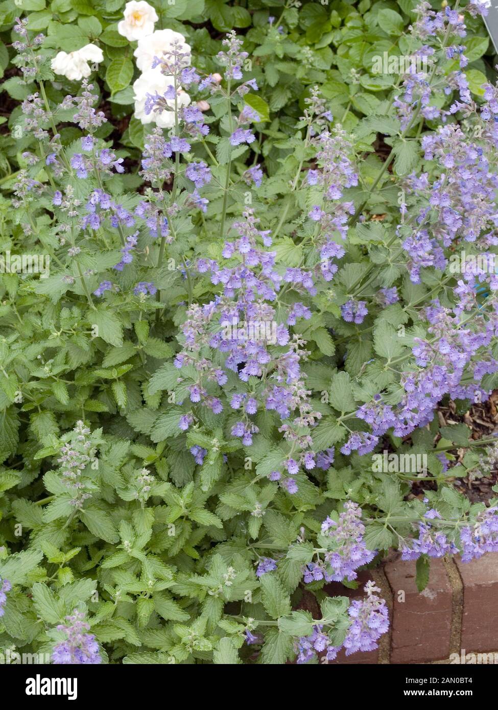 NEPETA FAASSENII WALKER'S LOW Banque D'Images