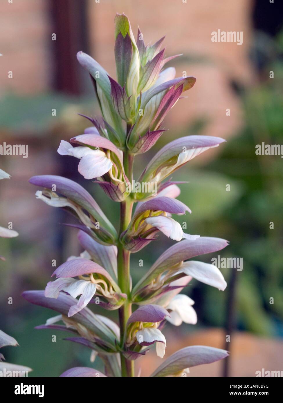 ACANTHUS SPINOSUS Banque D'Images