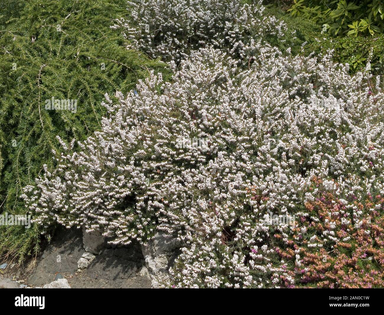 ERICA DARLEYENSIS SILBERSCHMELZE Banque D'Images