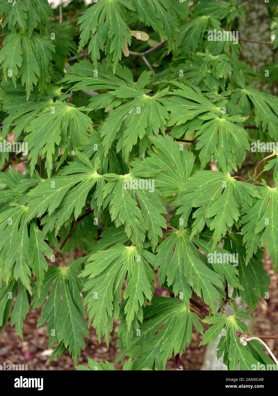 ACER JAPONICUM ACONITIFOLIUM (JAPANESE MAPLE) Banque D'Images