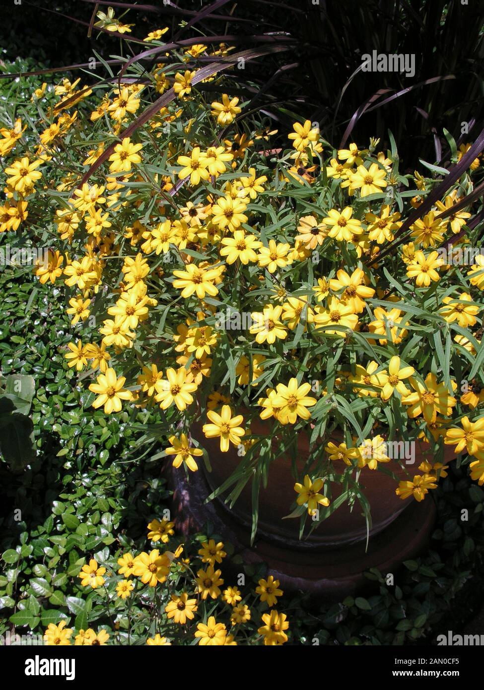 ZINNIA ANGUSTIFOLIA STAR OR Banque D'Images