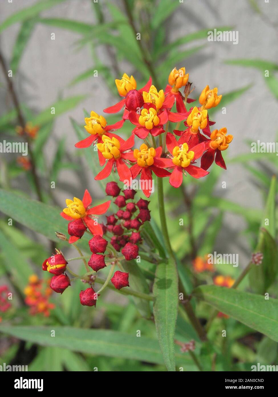 ASCLEPIAS CURASSAVICA PAPILLON ROUGE (SILKWEED) Banque D'Images