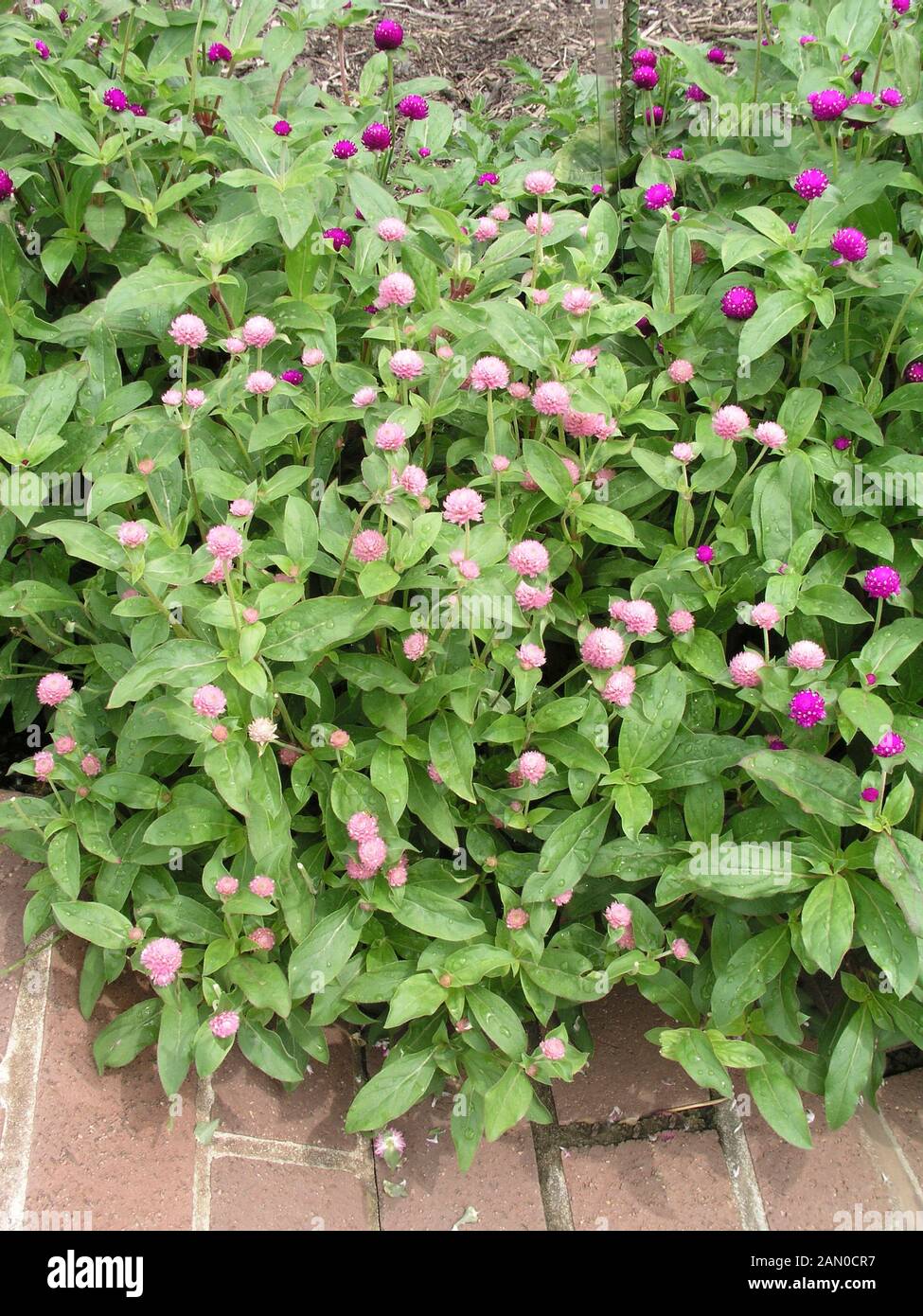 GOMPHRENA GLOBOSA Banque D'Images