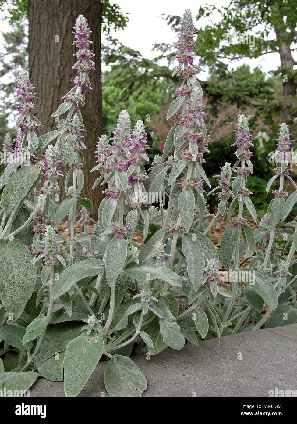 STACHYS BYZANTINA (L''Agneau de la langue) Banque D'Images