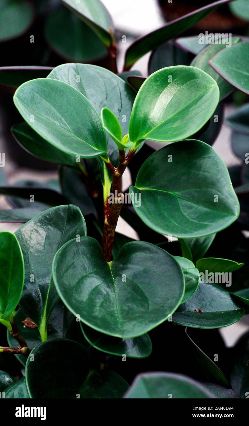 PEPEROMIA OBTUSIFOLIA Banque D'Images