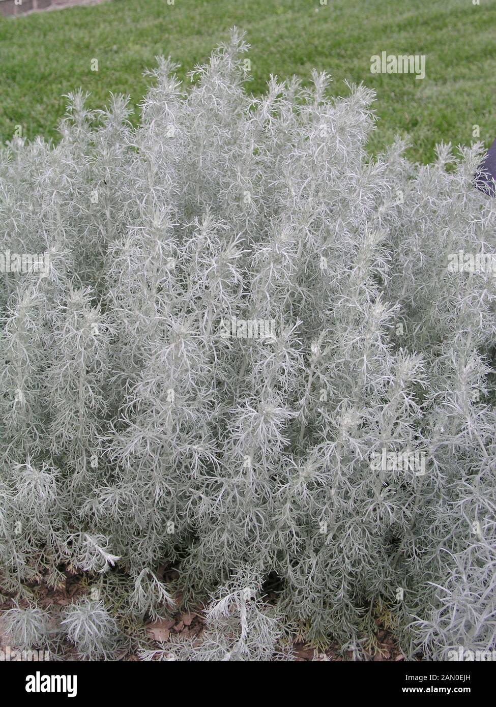 ARTEMISIA LUDOVICIANA SILVER FROST Banque D'Images