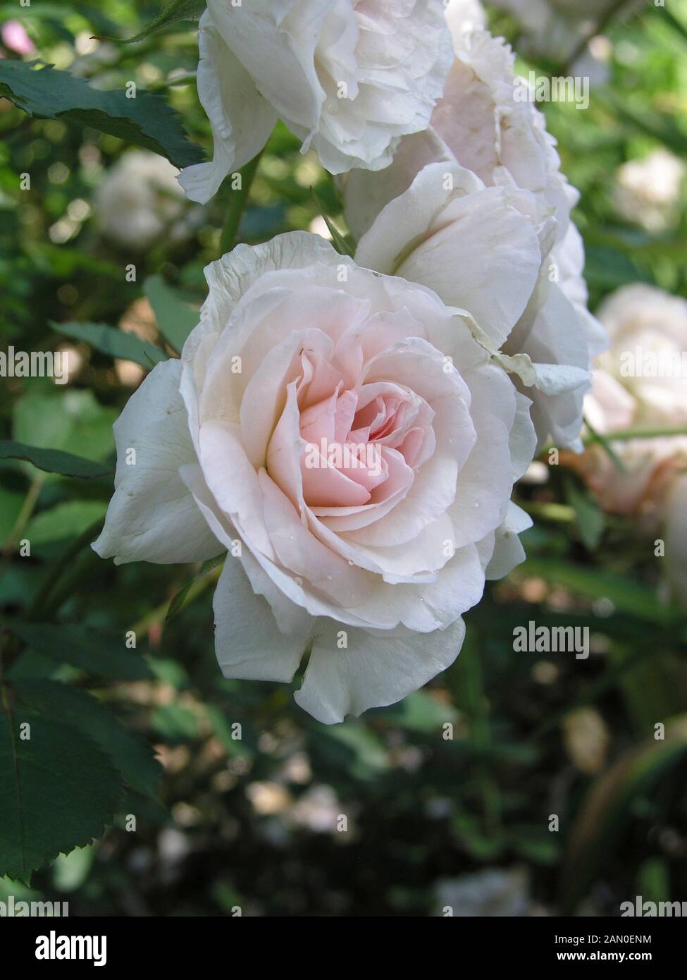 Rosa morden blush Banque de photographies et d'images à haute résolution -  Alamy
