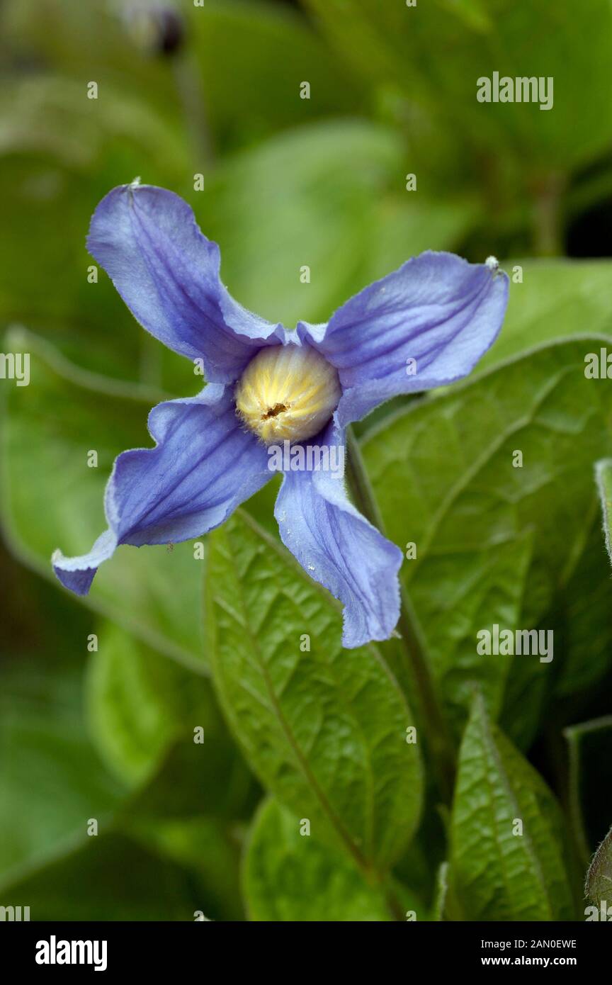 CLEMATIS INTEGRIFOLIA Banque D'Images