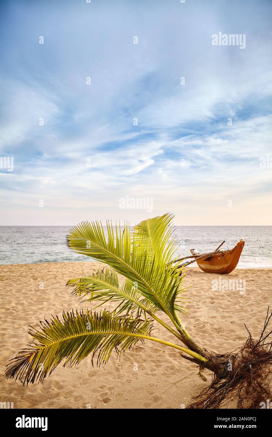 Palmier et bateau de pêche sur une plage au coucher du soleil, Sri Lanka. Banque D'Images