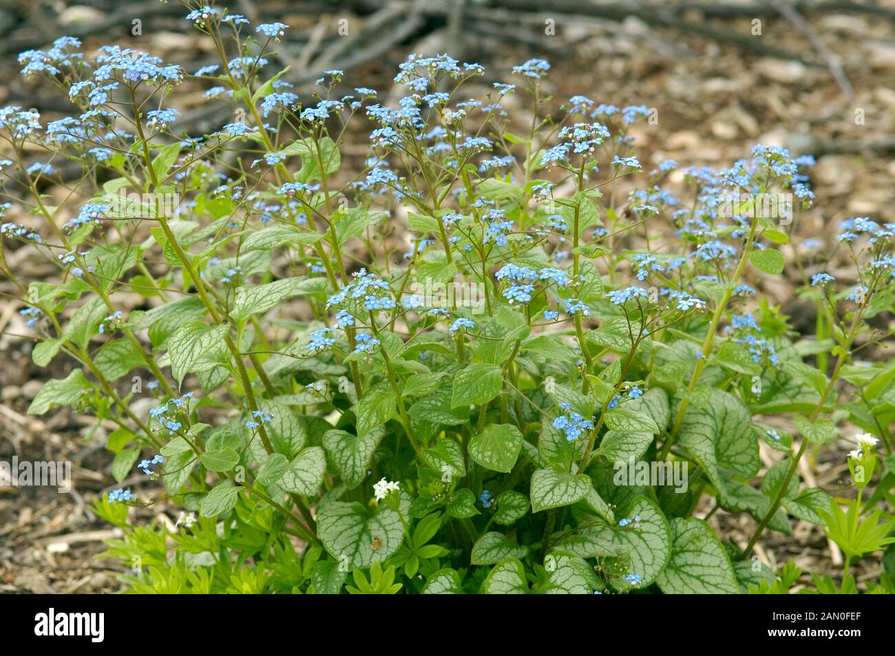 BRUNNERA MACROPHYLLA JACK FROST Banque D'Images