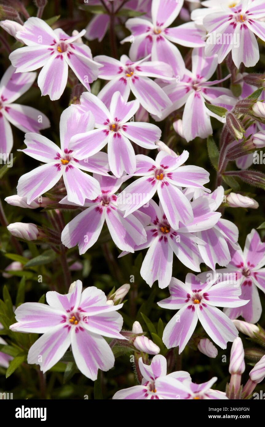 PHLOX SUBULATA CANDY STRIPE Banque D'Images