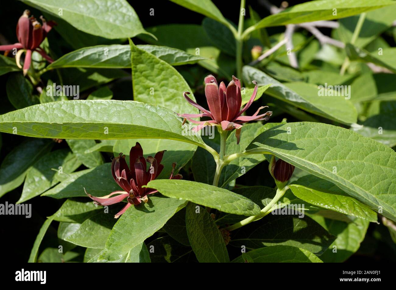 CALYCANTHUS FLORIDUS Banque D'Images