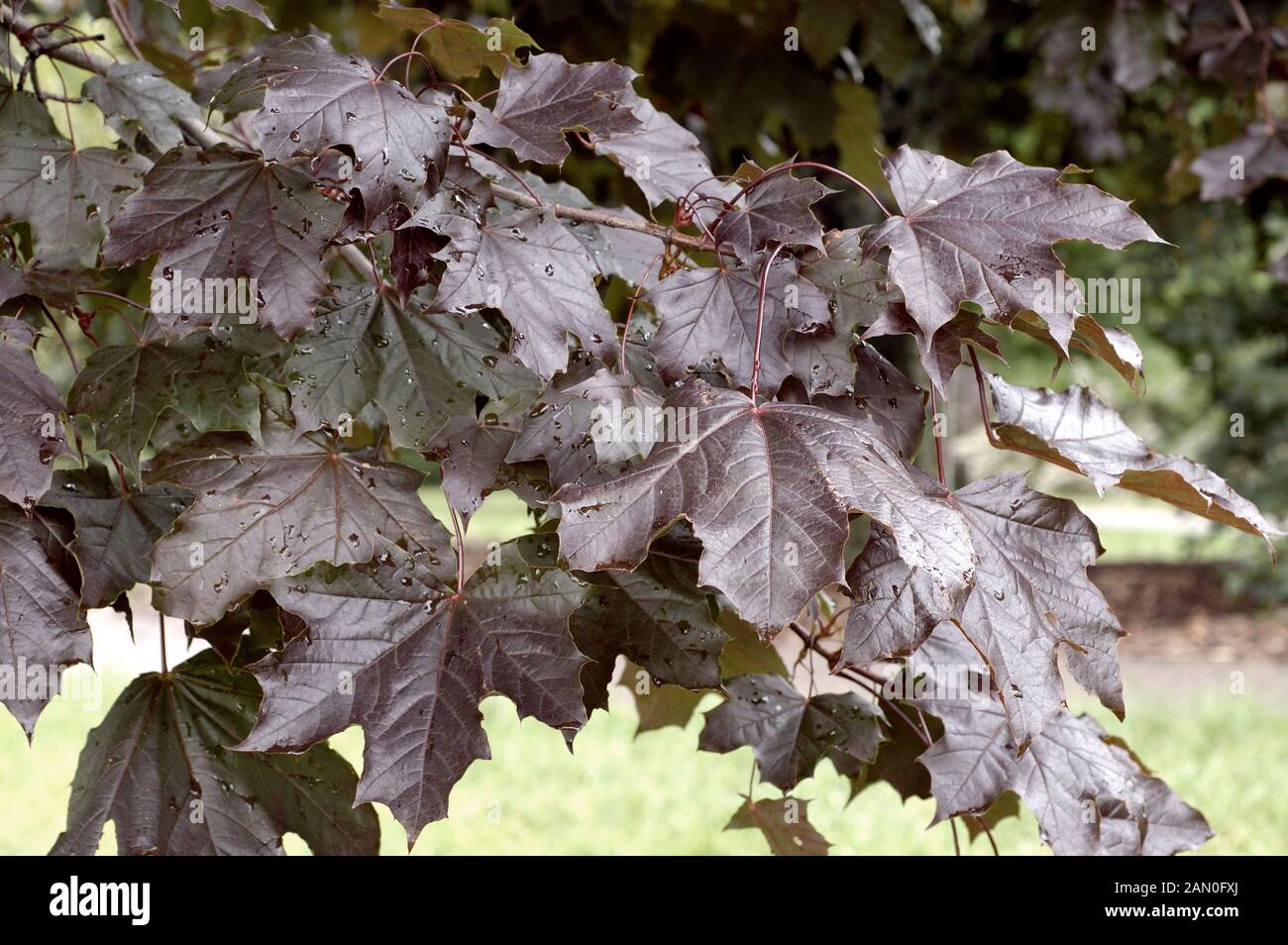 ACER PLATANOIDES ROYAL RED Banque D'Images