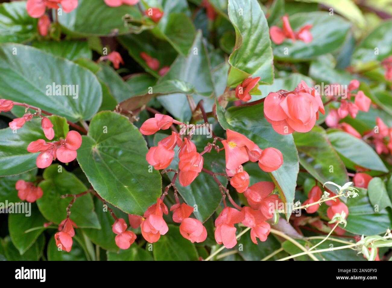 Begonia dragon wing red Banque de photographies et d'images à haute  résolution - Alamy