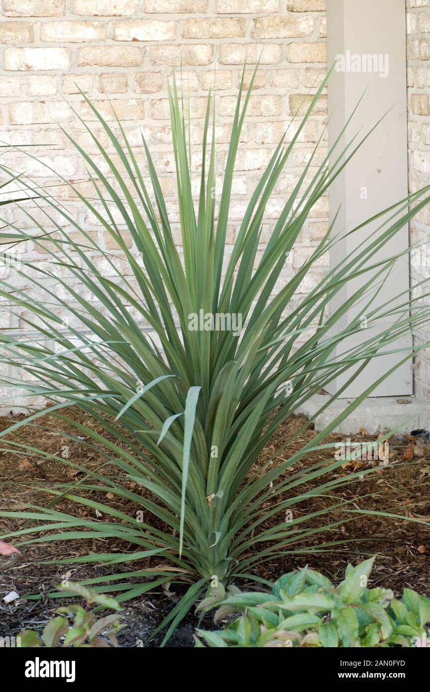 Cordyline indivisa Mountain Cabbage Tree-exotiques graines!