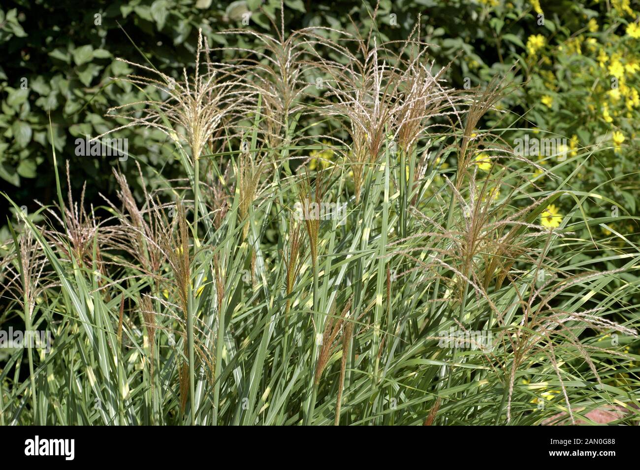 MISCANTHUS SINENSIS STRICTUS Banque D'Images