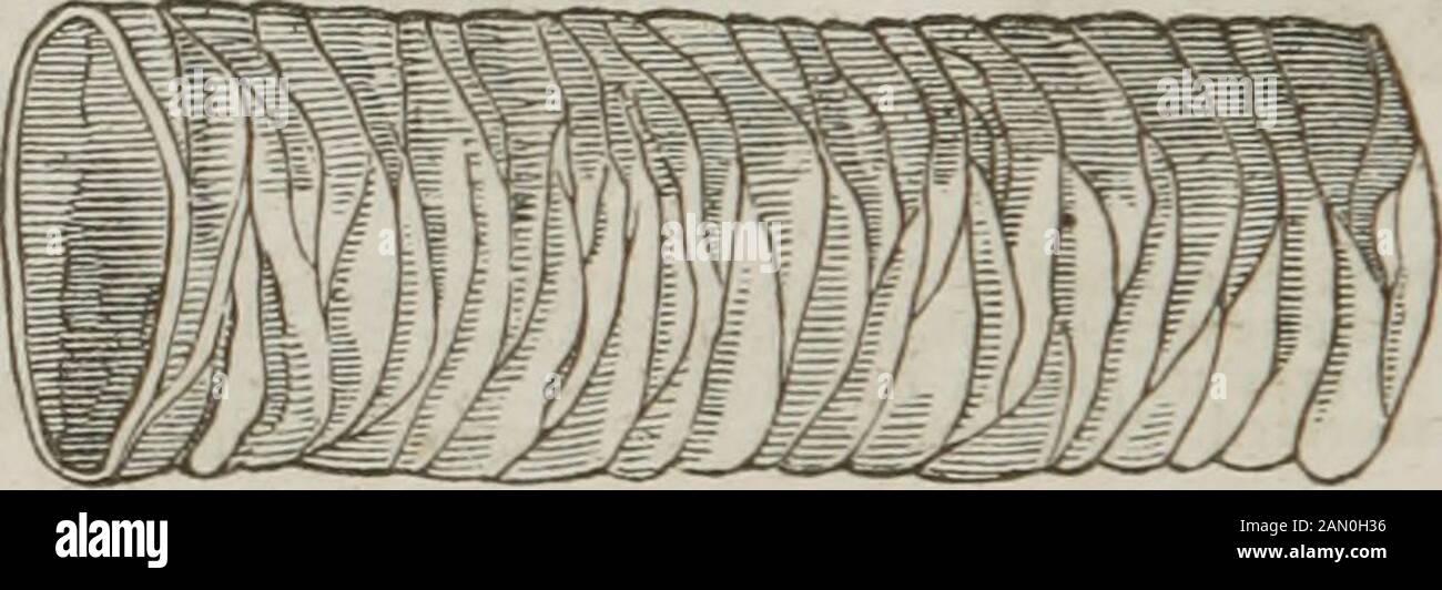 Anatomie et physiologie : conçu pour les académies et les familles . -resent ? Quelle est la longueur des petits intestins ? Quelle division ? Whatis dit en ce qui concerne le duodénum ? Où les conduits pancréatiques et de cholédo-chns s'ouvrent-ils ? Que dit le jéjunum ? Sa couleur ? Qu'est-ce que le saïdode l'iléon ? 12 134 ANATOMIE ET PHYSIOLOGIE. L'arrêt de l'un ou le début de l'autre. L'iléon se termine dans la fosse iliaque droite, en s'ouvrant dans le côlon, à un angle d'obtuse. Cette ouverture s'appelle la valve ilio-colique, car elle empêche le passage de sous-positions du côlon dans l'iléon. Le Banque D'Images