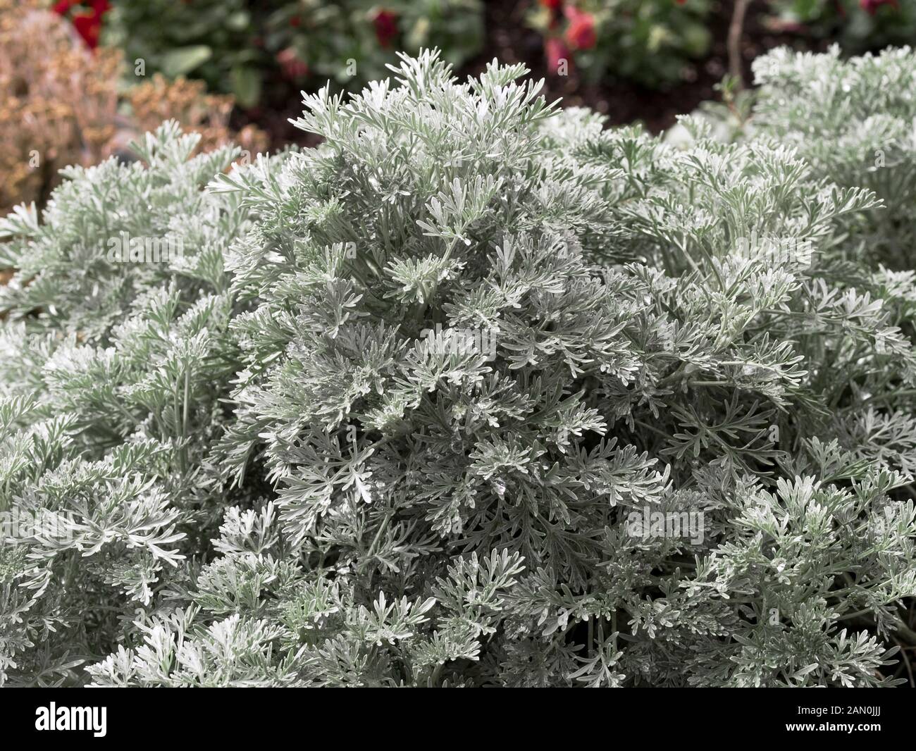 Artemisia powis castle Banque de photographies et d'images à haute  résolution - Alamy