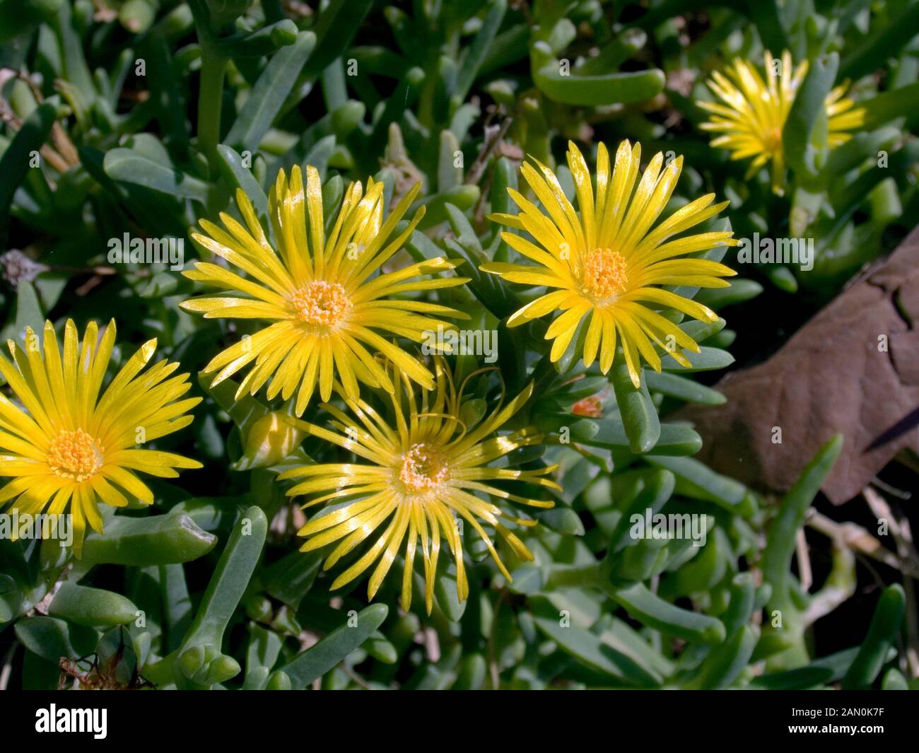 DELOSPERMA NUBIGENUM SYN : ''BASUTOLAND'' (USINE À GLACE ARRIÈRE) Banque D'Images