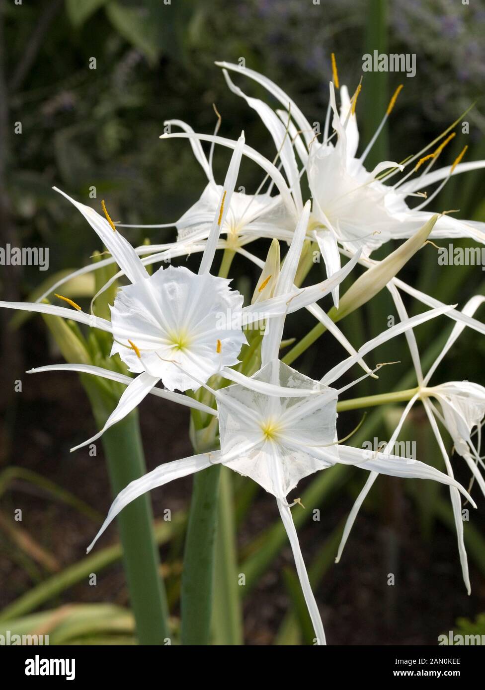 HYMENOCALLIS OCCIDENTALIS (SPIDER LILY) Banque D'Images