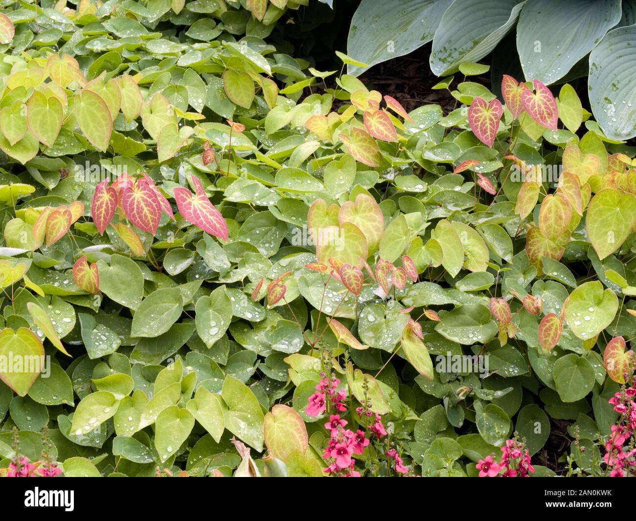 EPIMEDIUM VERSICOLOR SULPHUREUM Banque D'Images