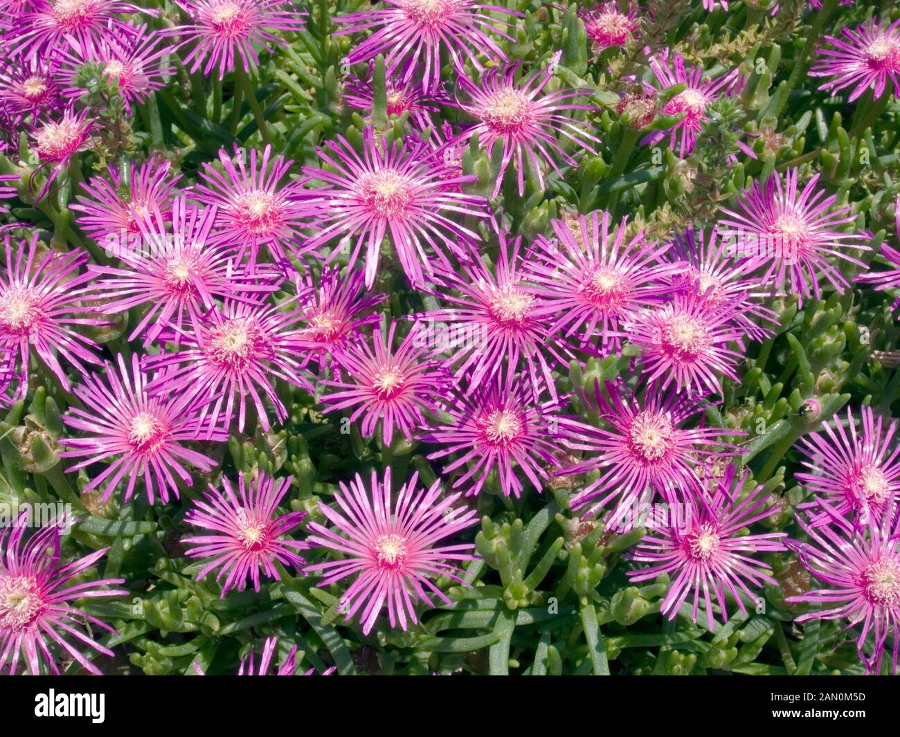 DELOSPERMA COOPERI (HARDY usine à glace) Banque D'Images