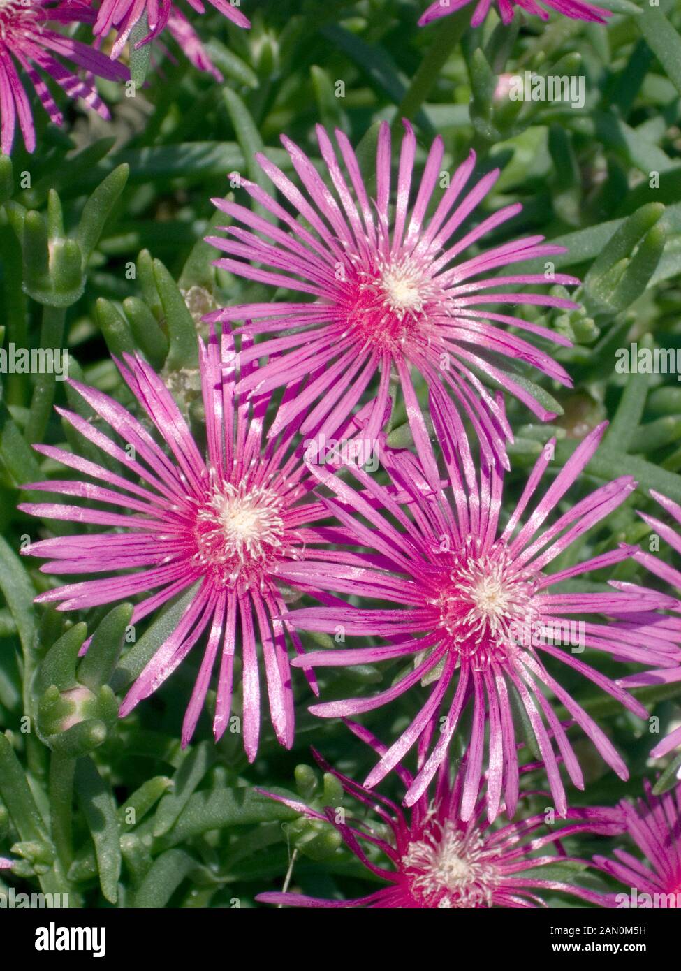 DELOSPERMA COOPERI (HARDY usine à glace) Banque D'Images