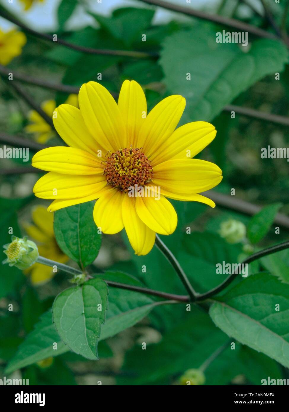 HELIOPSIS PRAIRIE SUNSET Banque D'Images