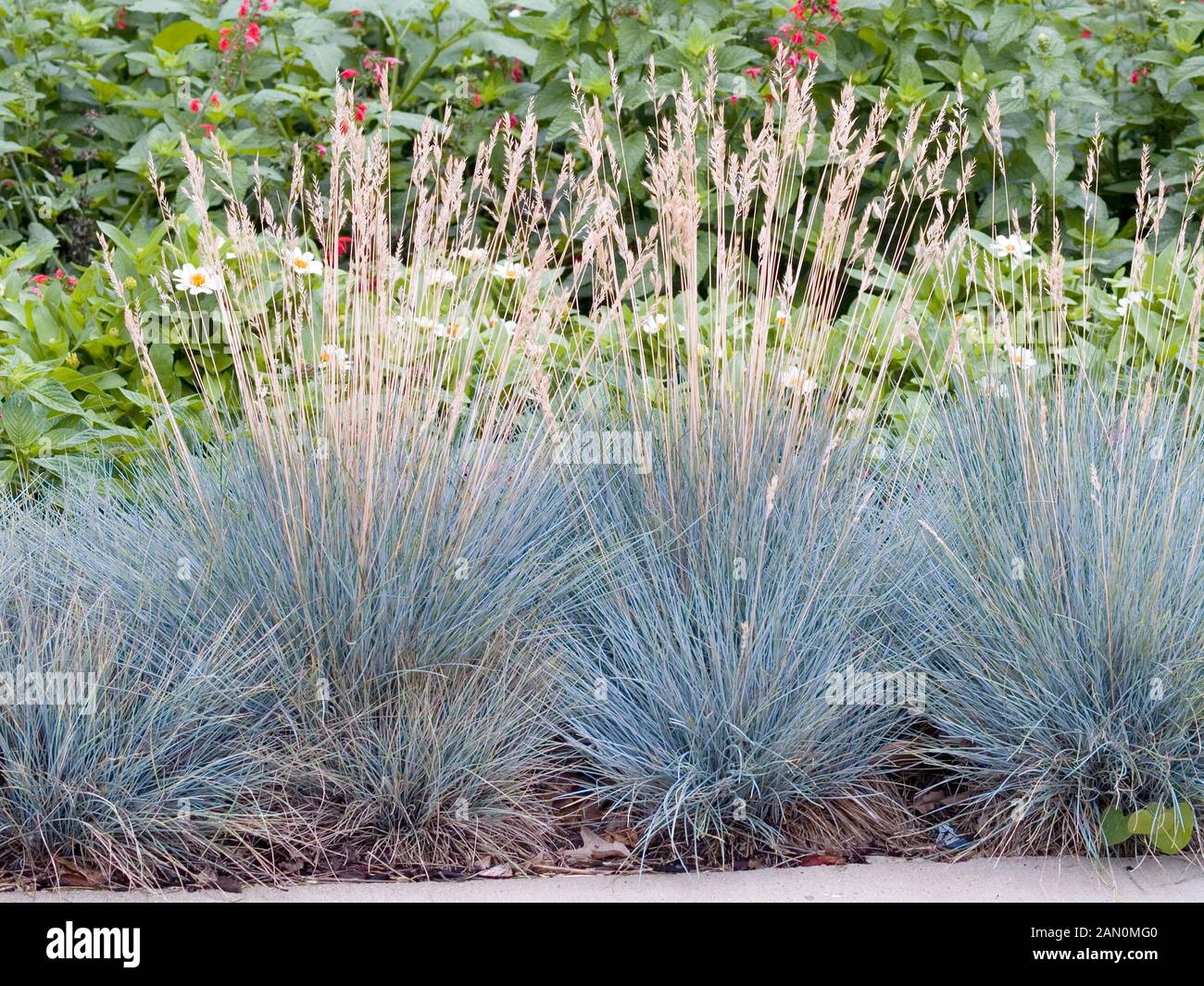 FESTUCA GLAUCA ELIJAH BLUE Banque D'Images