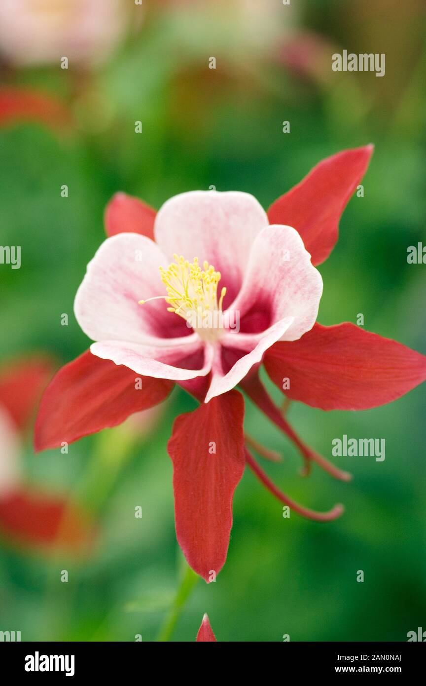 AQUILEGIA CAERULEA X ROUGE ET BLANC CYGNE Banque D'Images