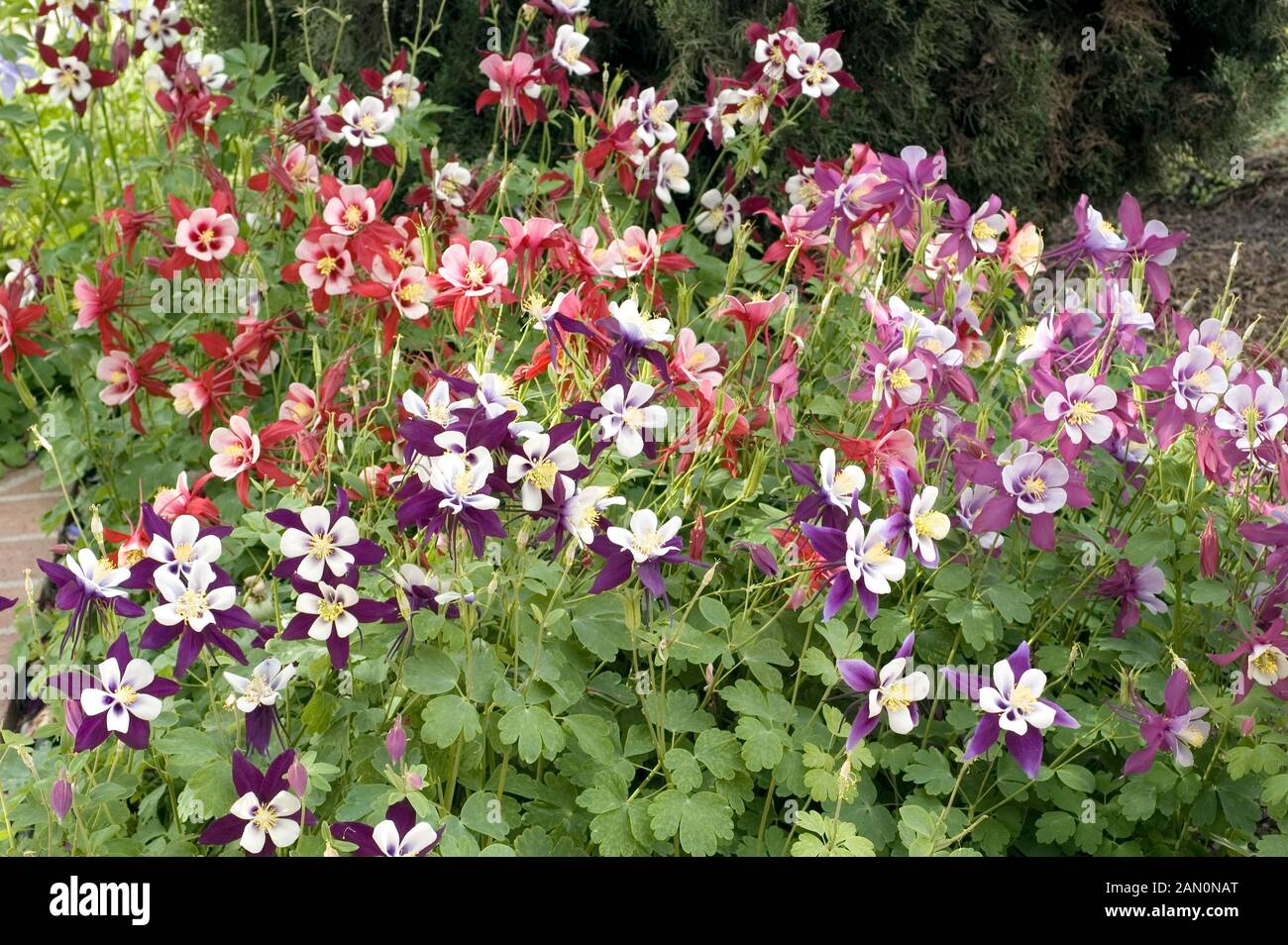 AQUILEGIA CAERULEA X MÉLANGE SWAN Banque D'Images