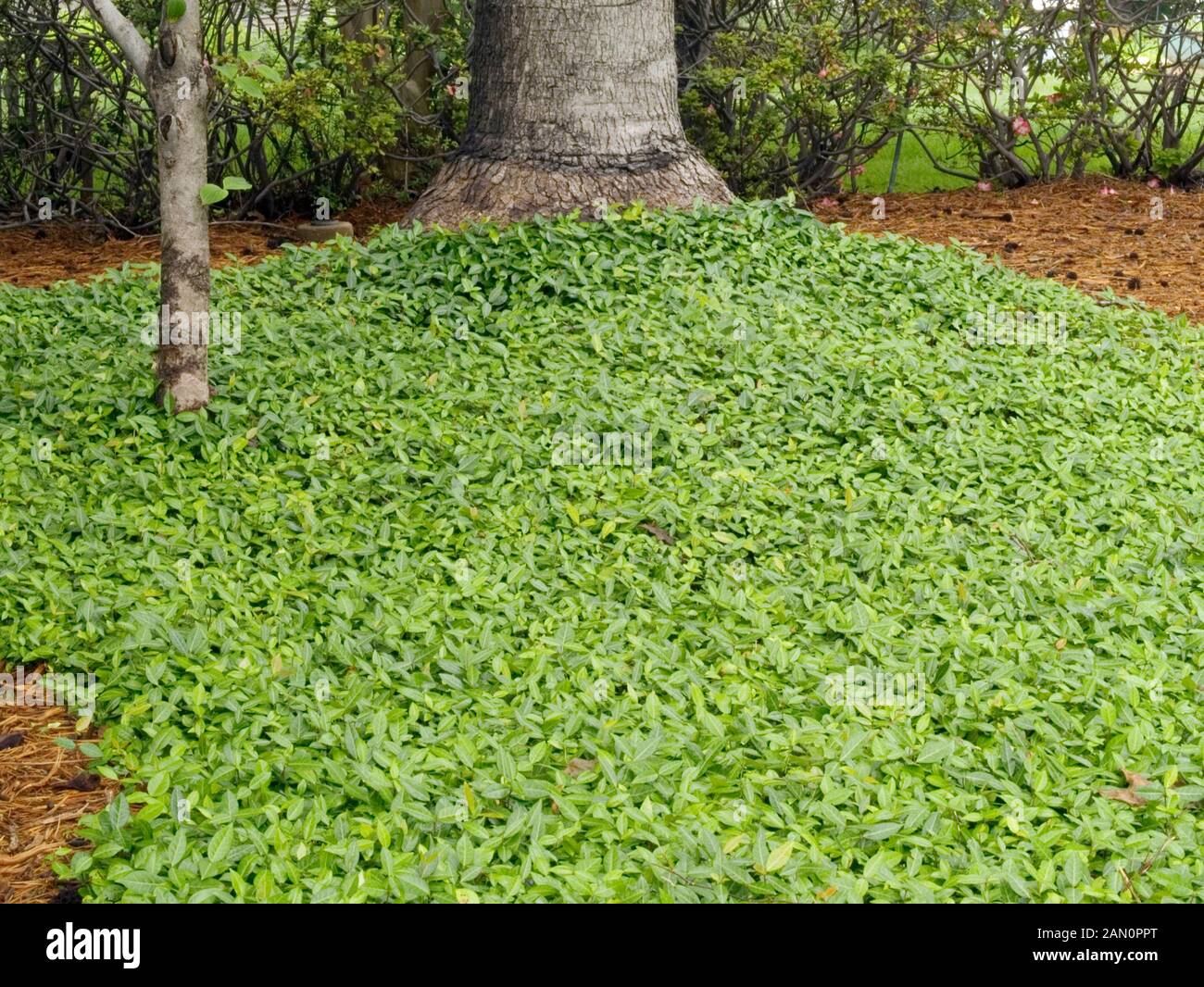 trachelospermum-asiaticum-24-cm-25-ans-bonsai-plaza