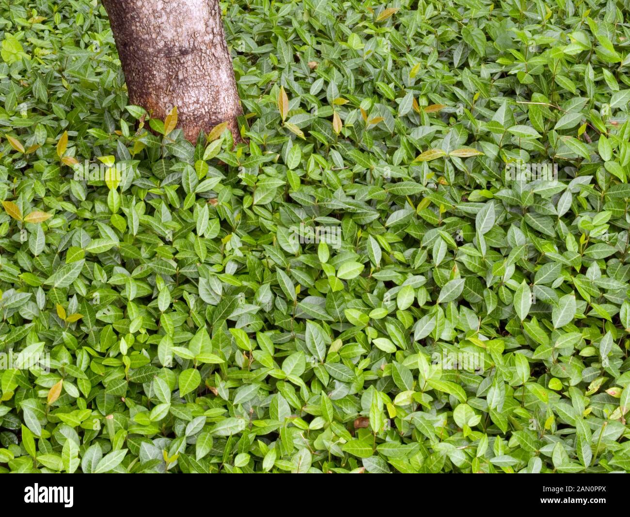 trachelospermum-asiaticum-banque-de-photographies-et-d-images-haute