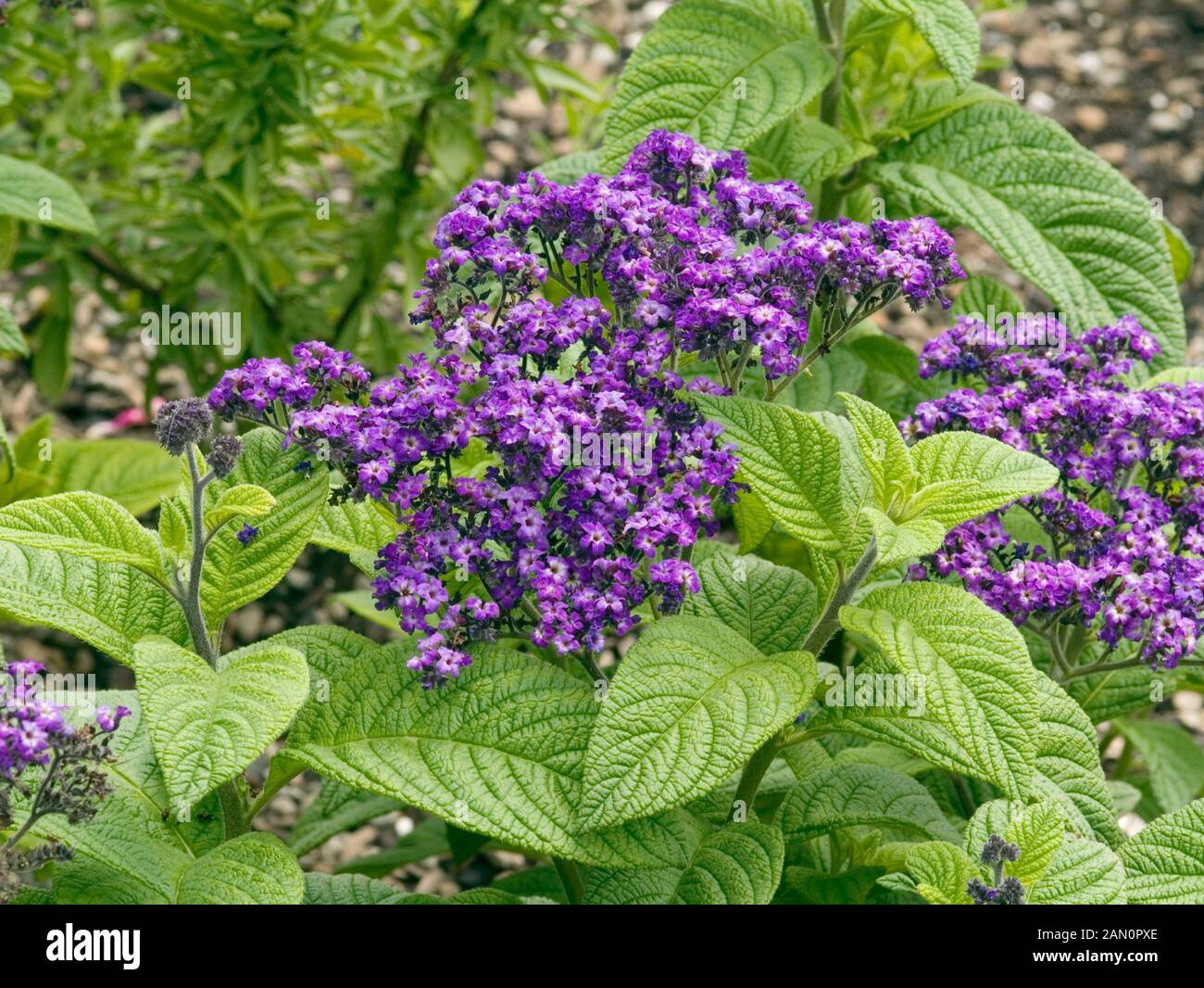 Heliotropium arborescens Banque de photographies et d’images à haute
