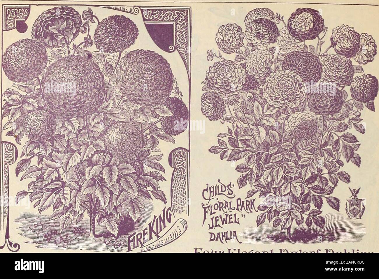 Fleurs rares, légumes et fruits de Childs pour 1895. E violette et bouin blotches.Nydia. Rose pâle, avec grande gorge à l'orne orange.Obélisque. Riche solferino, blotch de cramoisi profond, à extrémité jaune.Oriflamme. Cramoisi, plus sombre.Pactole. Jaune soufre, noir repéré.Rochambeau. Laisre, saumon, violet tache.Talma. Lilas pâle, violet l&gt;lotcli( S.Turcune. Rouge, maroim et cllow.Vashti. Blanc crémeux, carmin. Blotehed E. Cumbleton. Fleurs très grandes et ouvertes ; purplishrose, striées avec la carmine riche; taches veloutées, sur-arrondies avec jaune.Prix de ce genre ci-dessus, emplacement chacun ,- 3 pour 2 jc.: Banque D'Images