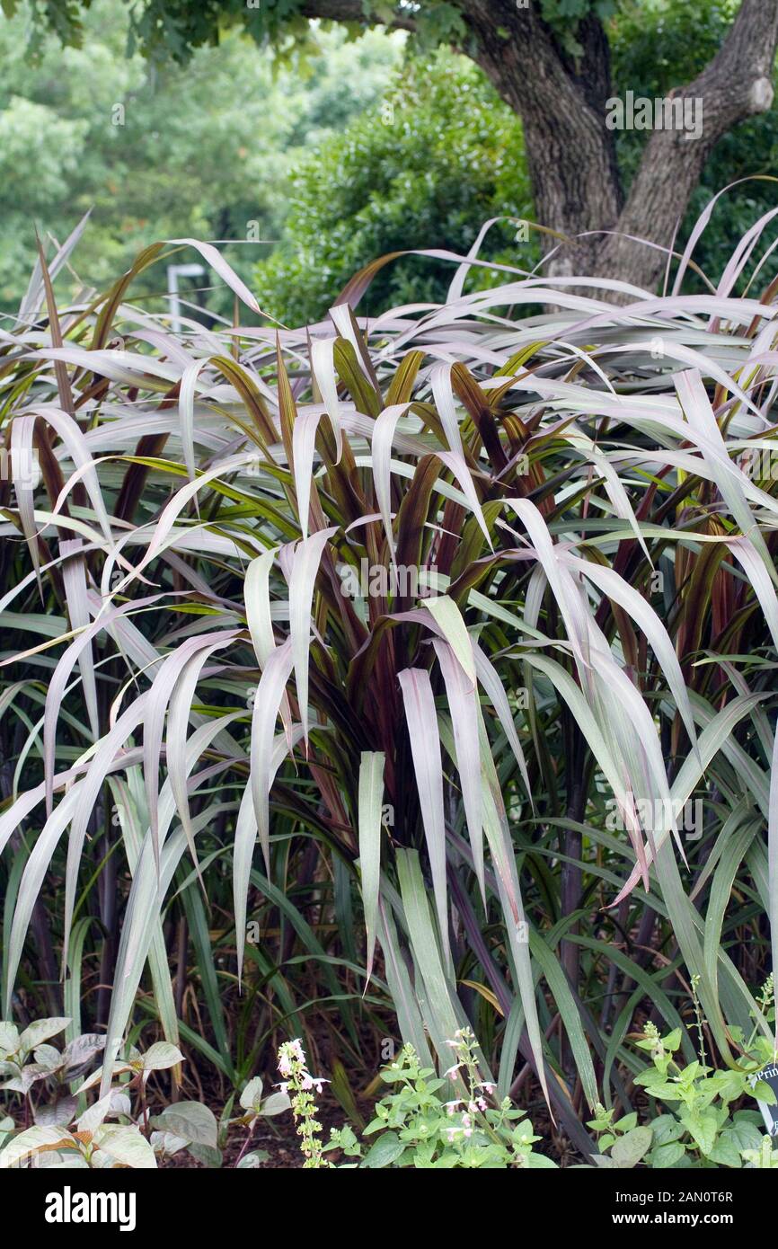 PENNISETUM PURPUREUM 'Prince' Banque D'Images