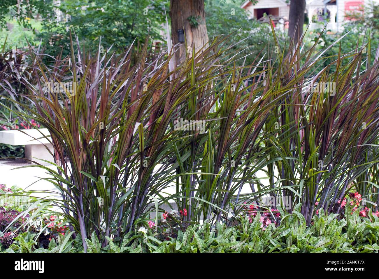 PENNISETUM PURPUREUM PRINCE Banque D'Images