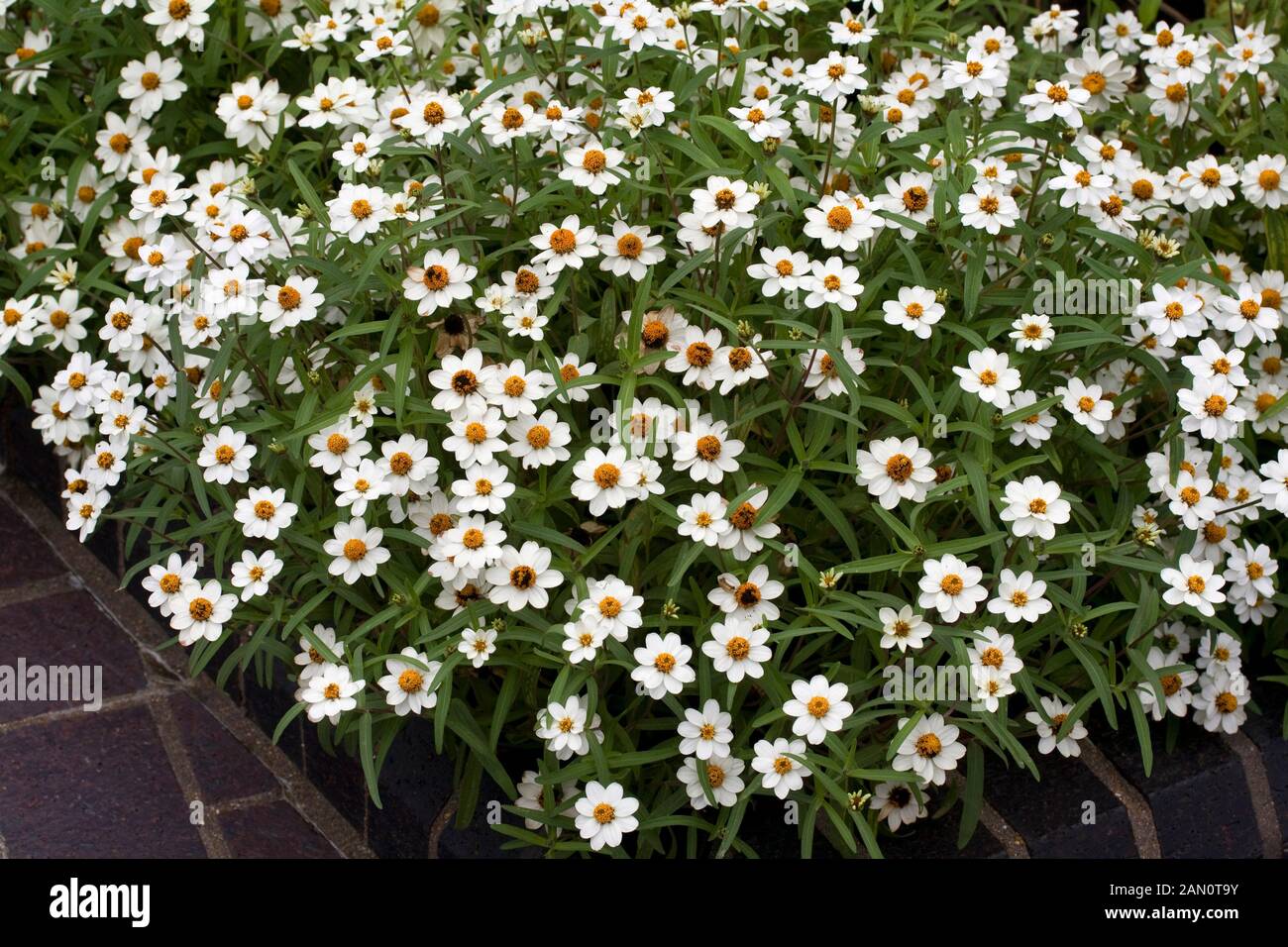 ZINNIA ANGUSTIFOLIA CRYSTAL WHITE Banque D'Images