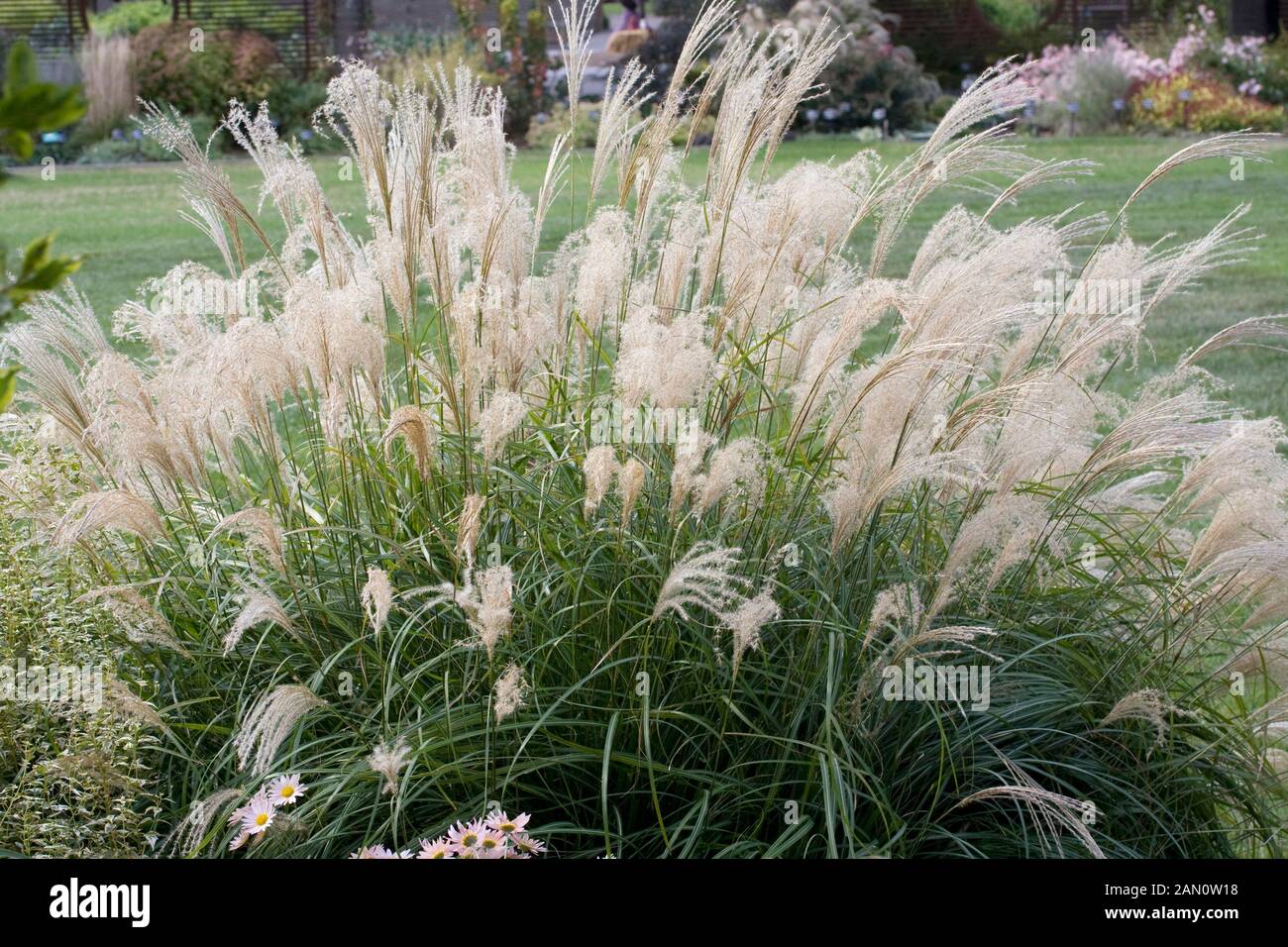 MISCANTHUS SINENSIS ADAGIO Banque D'Images