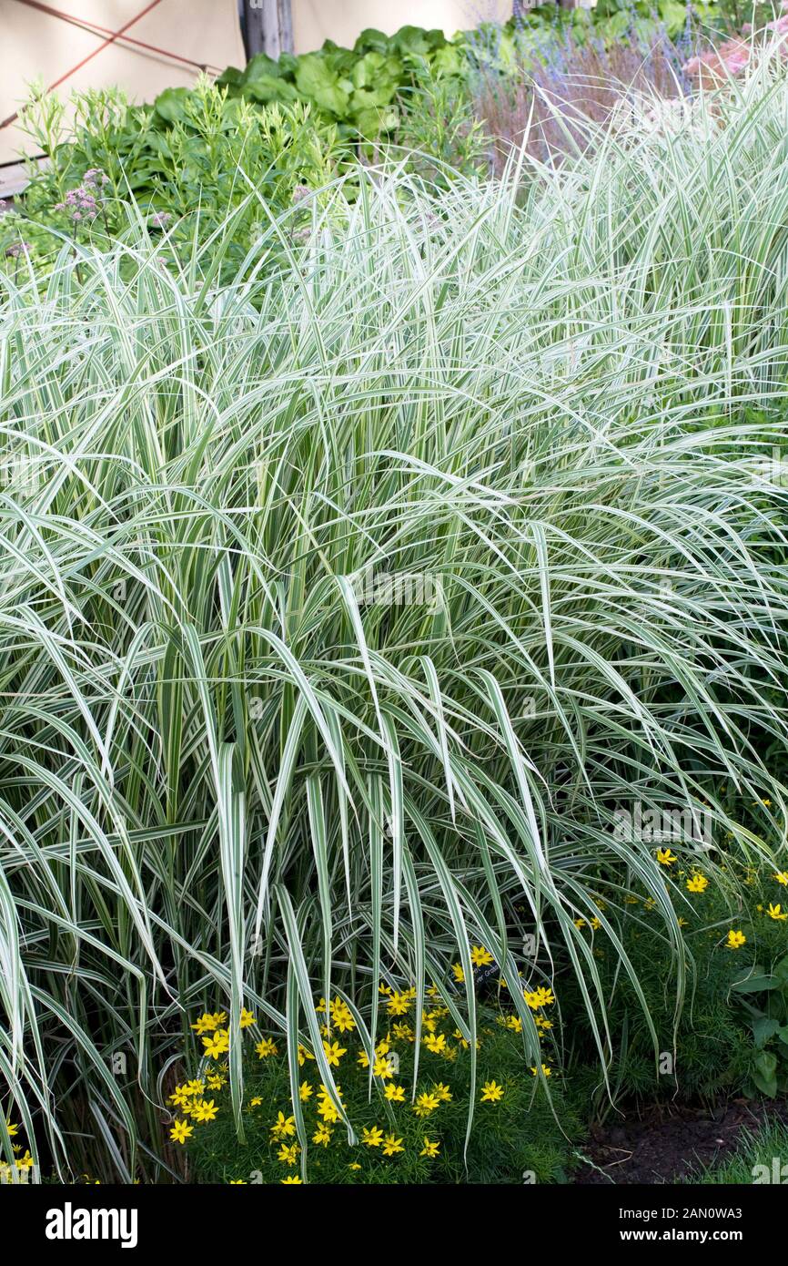 MISCANTHUS SINENSIS CABARET Banque D'Images