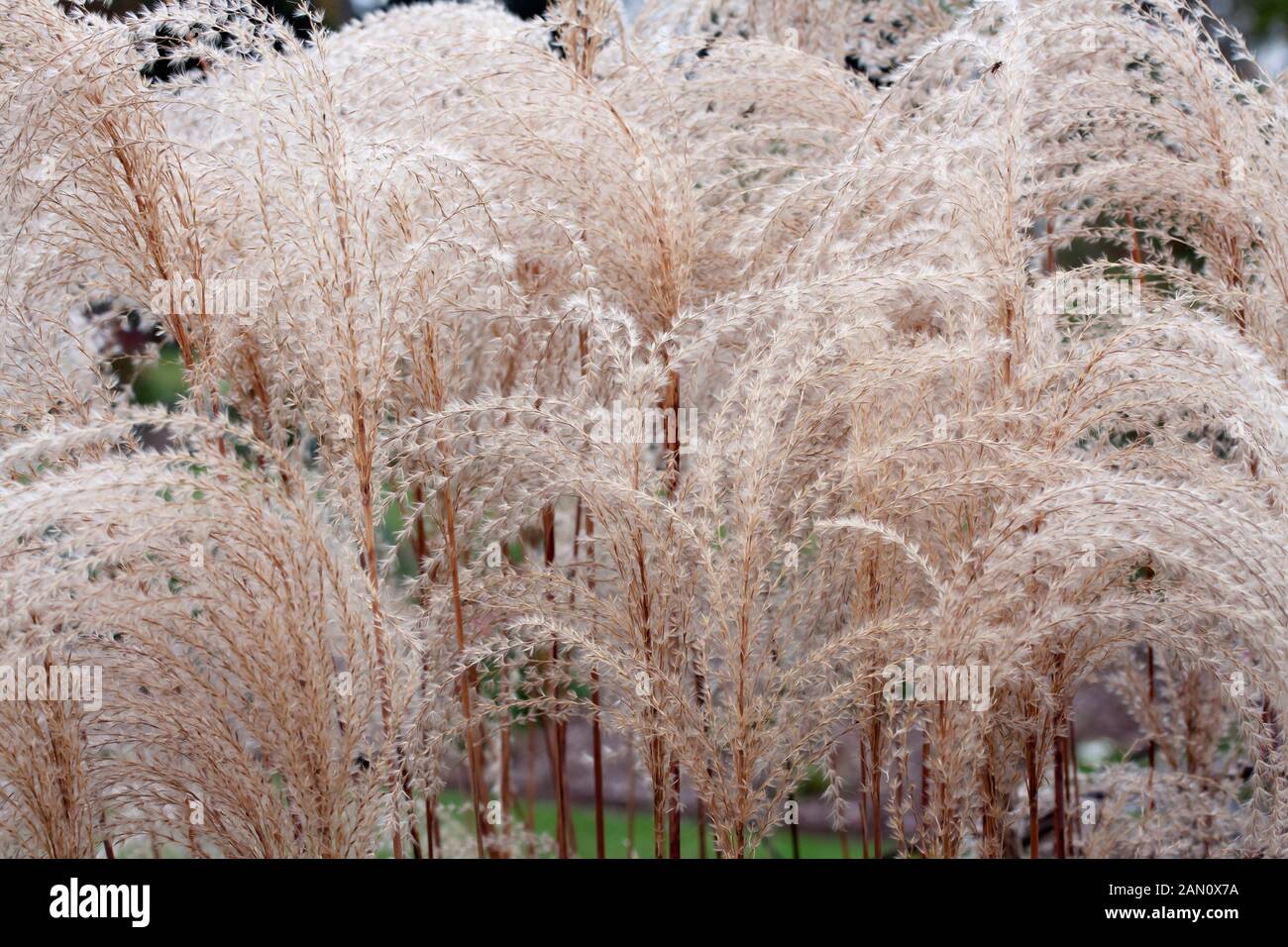 MISCANTHUS SINENSIS 'MALEPARTUS' TÊTES DE GRAINE Banque D'Images