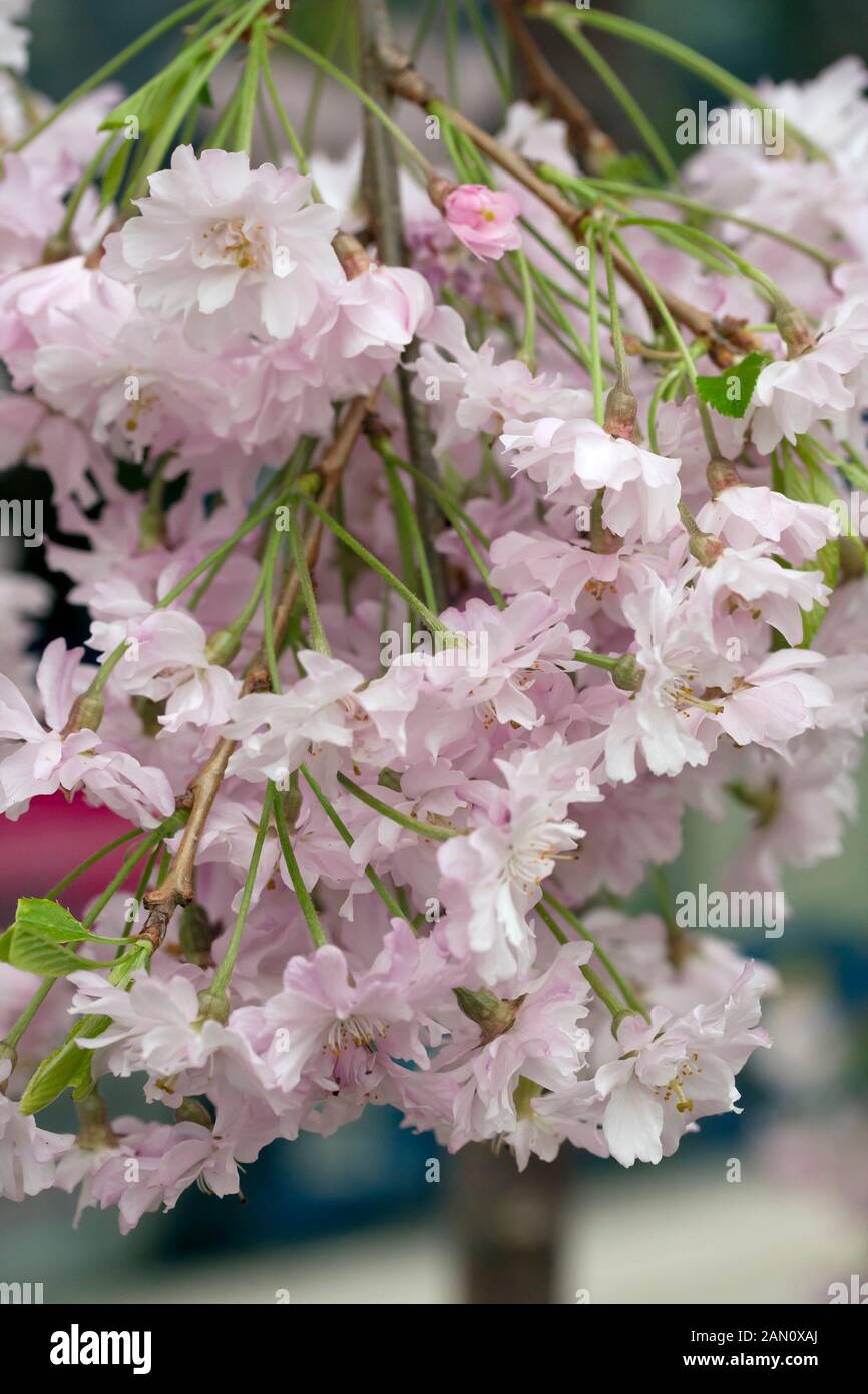 PRUNUS SUBHIRTELLA 'PENDULA' Banque D'Images