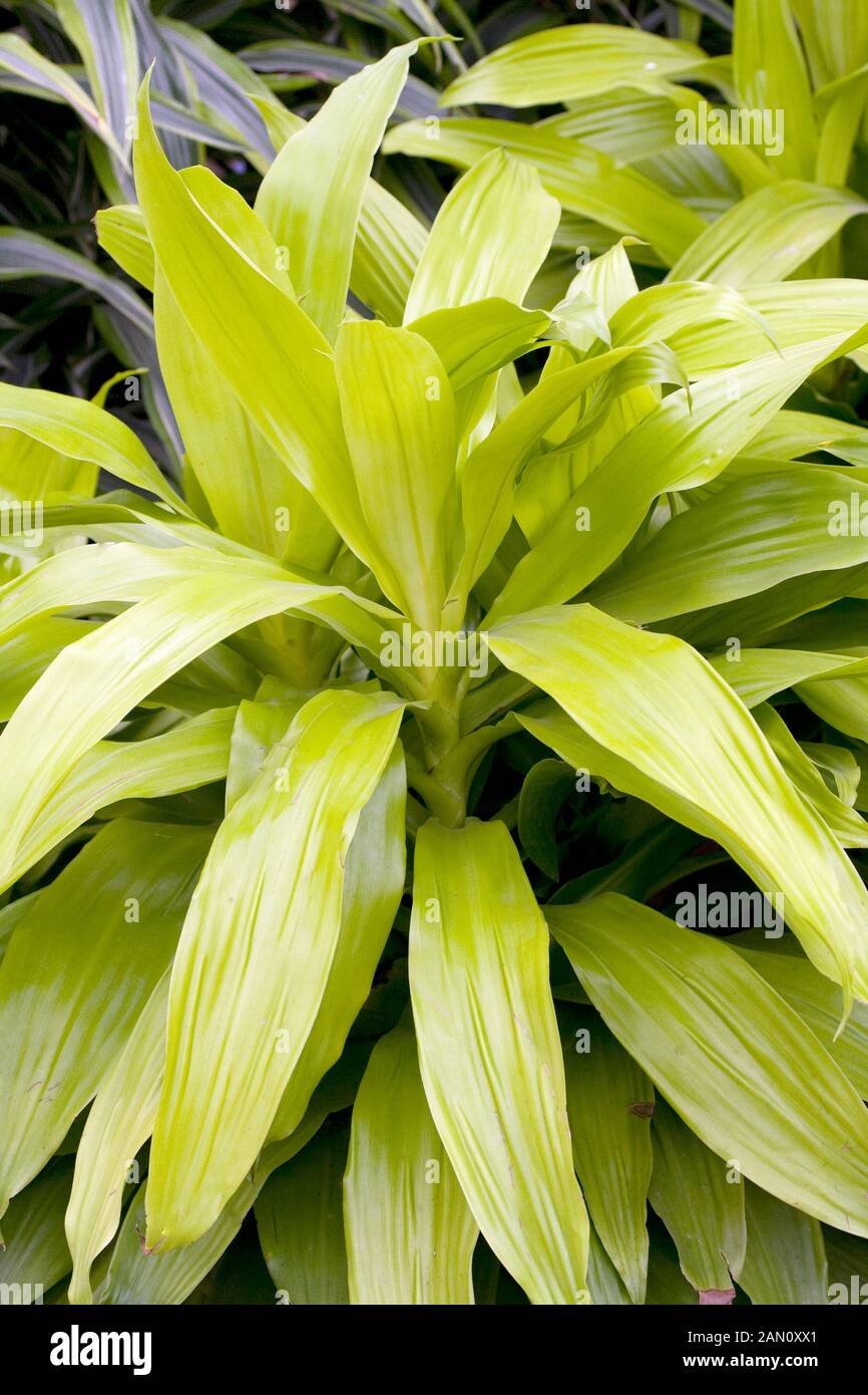 Le DRACAENA 'LIMELIGHT' Banque D'Images