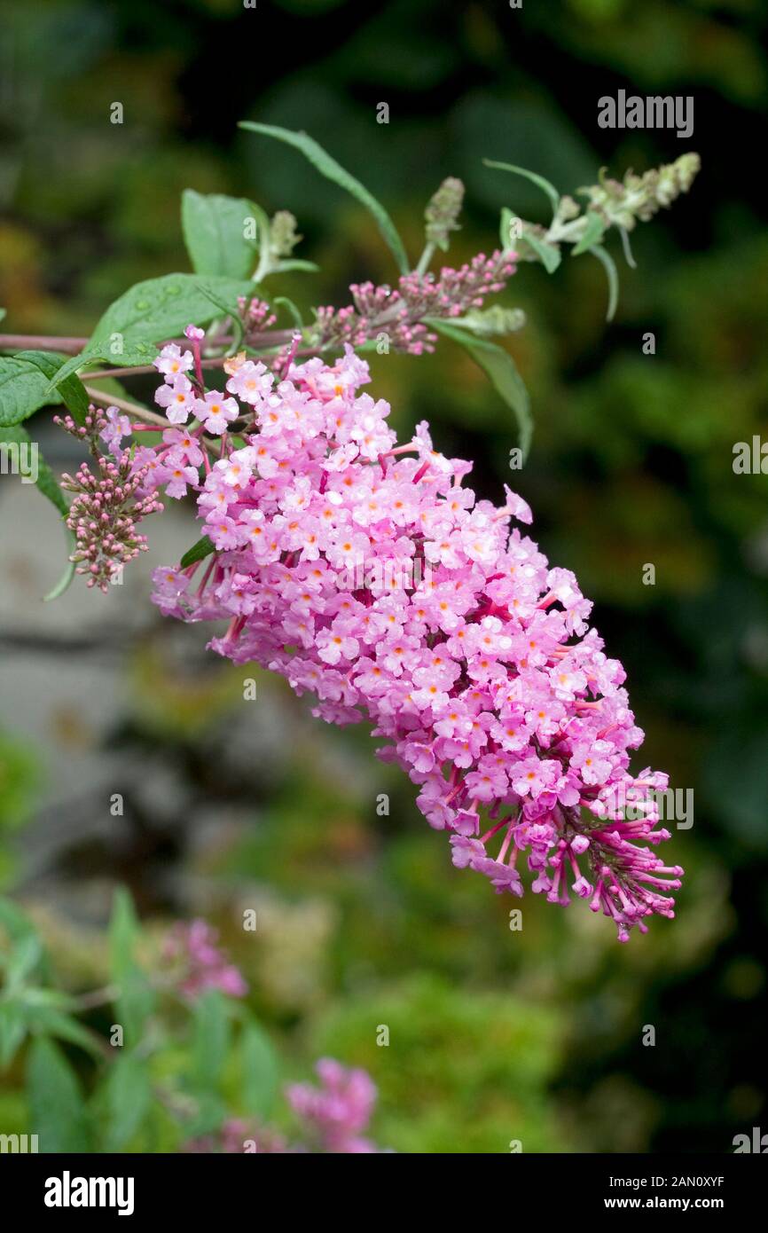 BUDDLEIA DAVIDII 'PINK DELIGHT' Banque D'Images